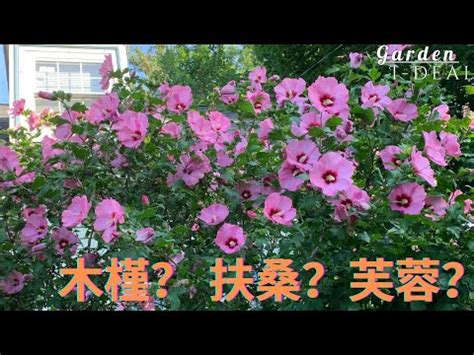 芙蓉擺放位置|芙蓉種植風水：如何避免犯太歲？ 風水師揭秘：芙蓉擺放位置有講究